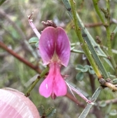 Indigofera adesmiifolia at Aranda, ACT - 18 Nov 2022 04:02 PM