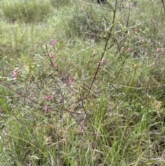 Indigofera adesmiifolia at Aranda, ACT - 18 Nov 2022 04:02 PM