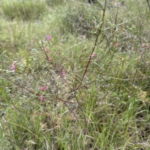 Indigofera adesmiifolia at Aranda, ACT - 18 Nov 2022 04:02 PM