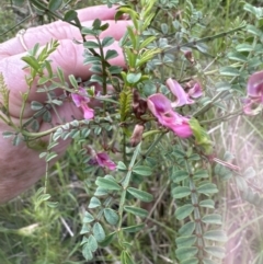 Indigofera adesmiifolia at Aranda, ACT - 18 Nov 2022 04:02 PM