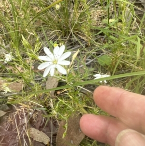 Stellaria pungens at Aranda, ACT - 18 Nov 2022 03:54 PM