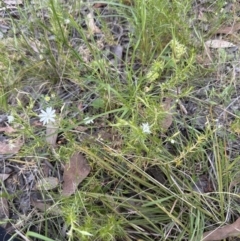 Stellaria pungens at Aranda, ACT - 18 Nov 2022 03:54 PM