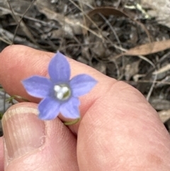 Wahlenbergia multicaulis (Tadgell's Bluebell) at Aranda, ACT - 18 Nov 2022 by lbradley