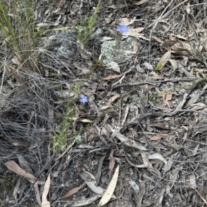 Wahlenbergia multicaulis at Aranda, ACT - 18 Nov 2022 03:43 PM