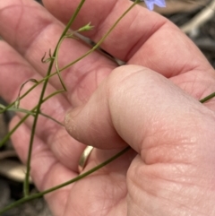 Wahlenbergia multicaulis at Aranda, ACT - 18 Nov 2022 03:43 PM