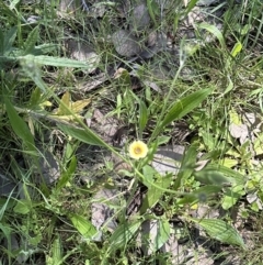 Tolpis barbata (Yellow Hawkweed) at Aranda, ACT - 18 Nov 2022 by lbradley