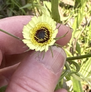 Tolpis barbata at Aranda, ACT - 18 Nov 2022