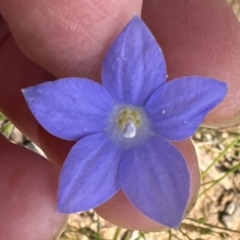 Wahlenbergia stricta subsp. stricta (Tall Bluebell) at Aranda, ACT - 18 Nov 2022 by lbradley