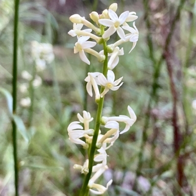 Stackhousia monogyna (Creamy Candles) at Kowen, ACT - 17 Nov 2022 by Komidar