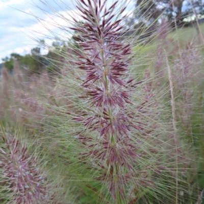 Austrostipa densiflora (Foxtail Speargrass) at Farrer Ridge - 18 Nov 2022 by MatthewFrawley