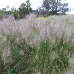 Austrostipa densiflora at Farrer, ACT - 18 Nov 2022 07:09 PM