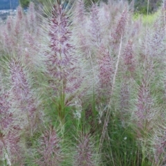 Austrostipa densiflora at Farrer, ACT - 18 Nov 2022