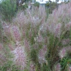 Austrostipa densiflora at Farrer, ACT - 18 Nov 2022 07:09 PM