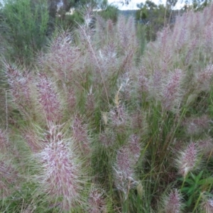 Austrostipa densiflora at Farrer, ACT - 18 Nov 2022