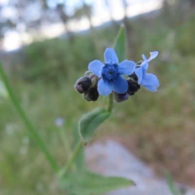 Cynoglossum australe (Australian Forget-me-not) at Farrer Ridge - 18 Nov 2022 by MatthewFrawley