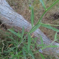 Cynoglossum australe at Farrer, ACT - 18 Nov 2022 07:11 PM