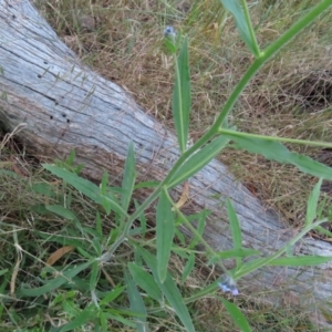 Cynoglossum australe at Farrer, ACT - 18 Nov 2022 07:11 PM