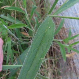 Cynoglossum australe at Farrer, ACT - 18 Nov 2022