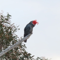 Callocephalon fimbriatum (Gang-gang Cockatoo) at Farrer, ACT - 18 Nov 2022 by MatthewFrawley