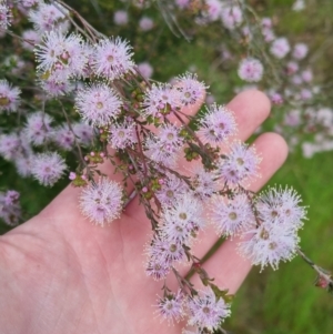 Kunzea parvifolia at Bungendore, NSW - 18 Nov 2022