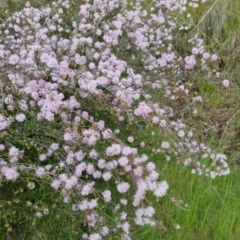 Kunzea parvifolia at Bungendore, NSW - 18 Nov 2022