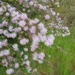 Kunzea parvifolia at Bungendore, NSW - 18 Nov 2022