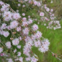 Kunzea parvifolia at Bungendore, NSW - 18 Nov 2022