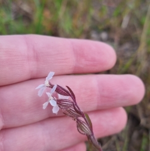 Silene gallica at Bungendore, NSW - 18 Nov 2022