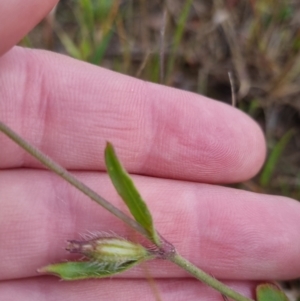 Silene gallica at Bungendore, NSW - 18 Nov 2022