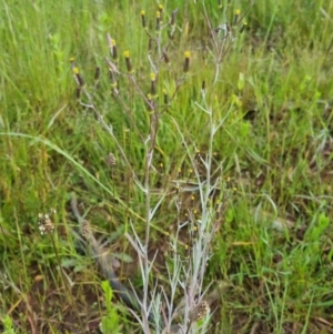 Senecio quadridentatus at Bungendore, NSW - 18 Nov 2022 06:09 PM