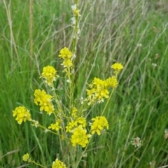 Sisymbrium officinale (Common Hedge Mustard) at Bungendore, NSW - 18 Nov 2022 by clarehoneydove