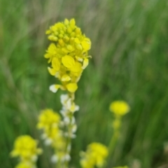 Sisymbrium officinale at Bungendore, NSW - 18 Nov 2022