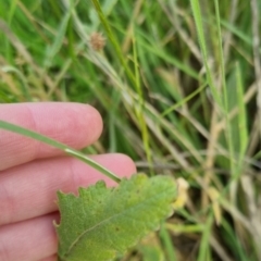 Sisymbrium officinale at Bungendore, NSW - 18 Nov 2022