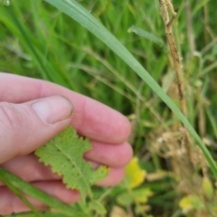 Sisymbrium officinale at Bungendore, NSW - 18 Nov 2022