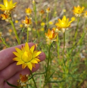 Xerochrysum viscosum at Bungendore, NSW - 18 Nov 2022