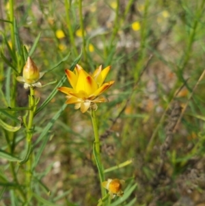 Xerochrysum viscosum at Bungendore, NSW - 18 Nov 2022