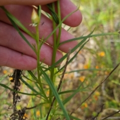 Xerochrysum viscosum at Bungendore, NSW - 18 Nov 2022