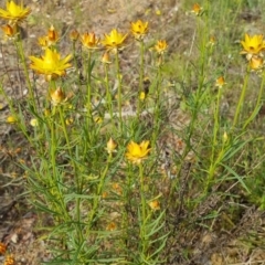 Xerochrysum viscosum at Bungendore, NSW - 18 Nov 2022