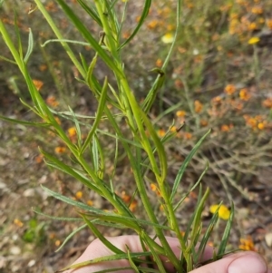 Xerochrysum viscosum at Bungendore, NSW - 18 Nov 2022