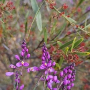 Comesperma ericinum at Bungendore, NSW - 18 Nov 2022 06:20 PM