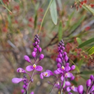 Comesperma ericinum at Bungendore, NSW - 18 Nov 2022 06:20 PM