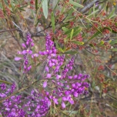 Comesperma ericinum at Bungendore, NSW - 18 Nov 2022 06:20 PM