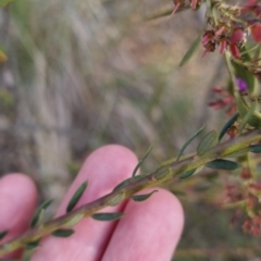 Comesperma ericinum at Bungendore, NSW - 18 Nov 2022 06:20 PM