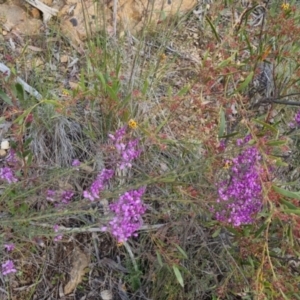 Comesperma ericinum at Bungendore, NSW - 18 Nov 2022 06:20 PM