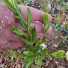 Centaurium sp. (Centaury) at Bungendore, NSW - 18 Nov 2022 by clarehoneydove