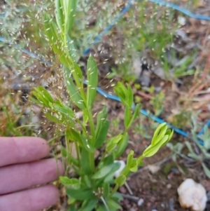 Centaurium sp. at Bungendore, NSW - 18 Nov 2022