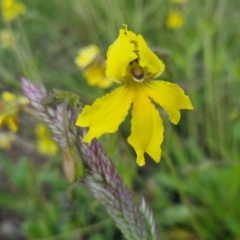 Velleia paradoxa (Spur Velleia) at Bungendore, NSW - 18 Nov 2022 by clarehoneydove