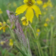 Goodenia paradoxa at Bungendore, NSW - 18 Nov 2022