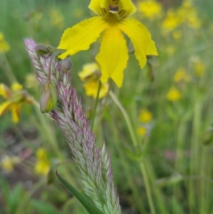 Goodenia paradoxa at Bungendore, NSW - 18 Nov 2022