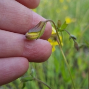 Goodenia paradoxa at Bungendore, NSW - 18 Nov 2022